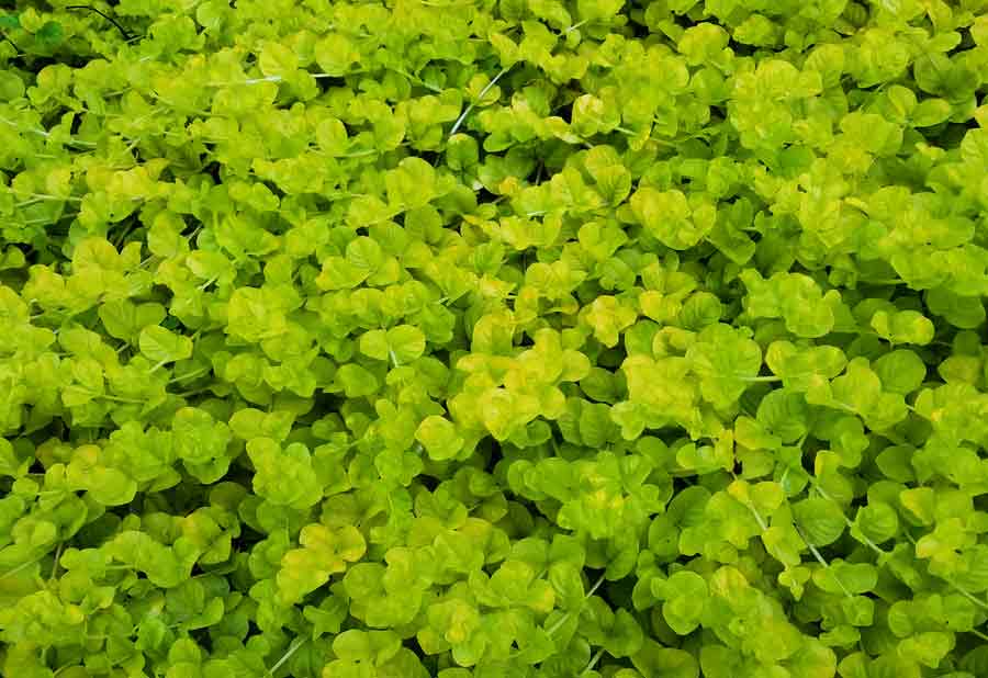 Lysimachia nummularia ‘Aurea’ - Creeping Jenny