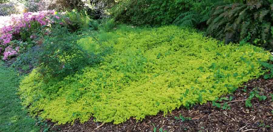 Lysimachia nummularia ‘Aurea’ - Creeping Jenny