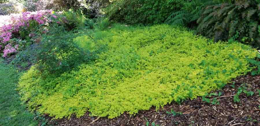 Lysimachia nummularia ‘Aurea’  - Creeping Jenny