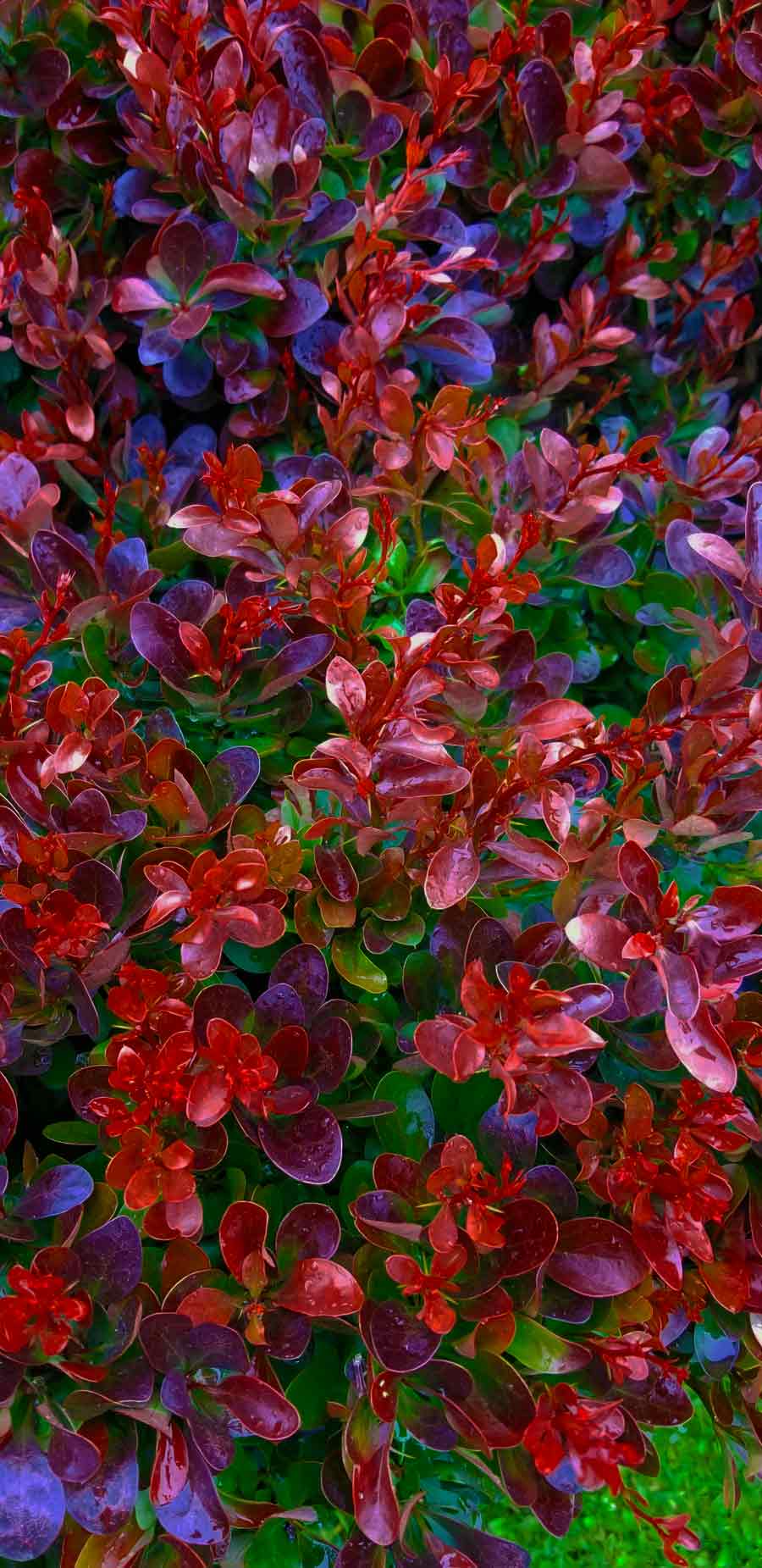 Crimson Ruby