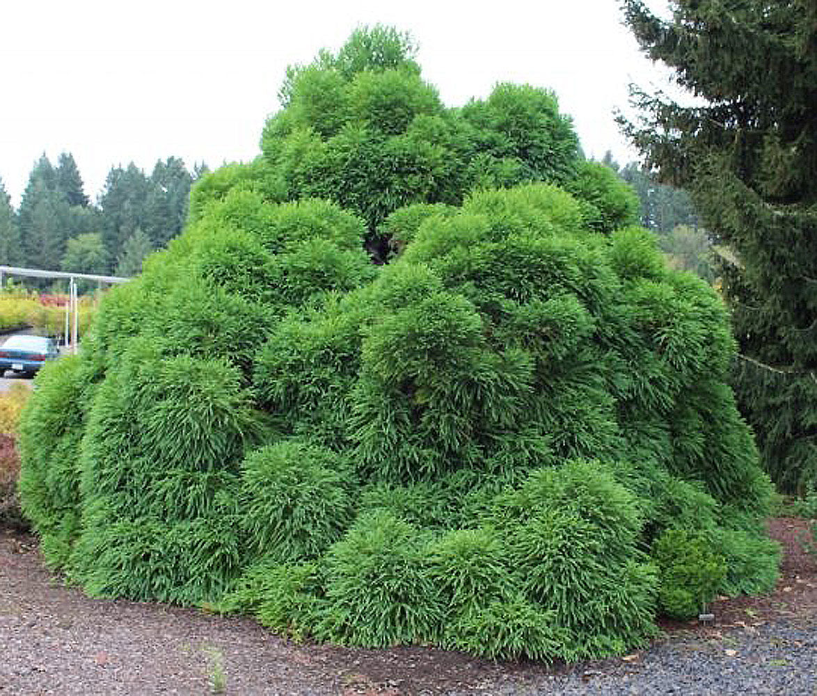 Cryptomeria japonica 'Globosa Nana'