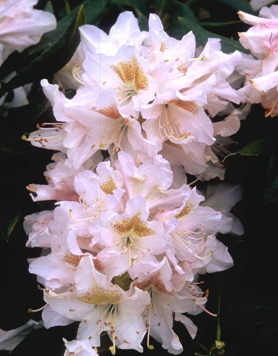 R. 'Cunningham's White'