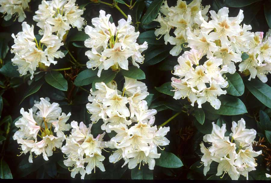 R. 'Cunningham's White'