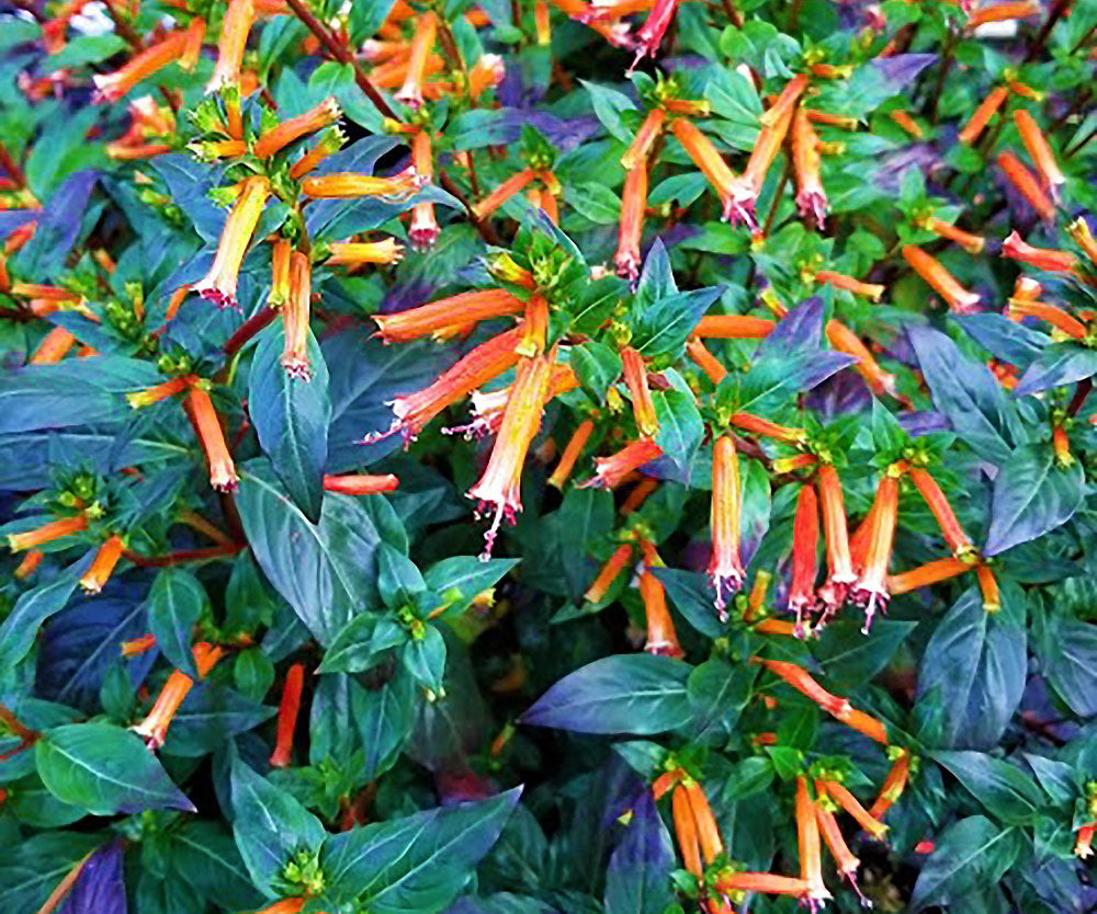 Cuphea ignea 'Strybing Sunset'