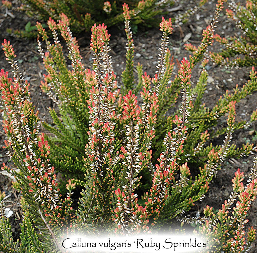 Calluna vulgaris 'Ruby Sprinkles'