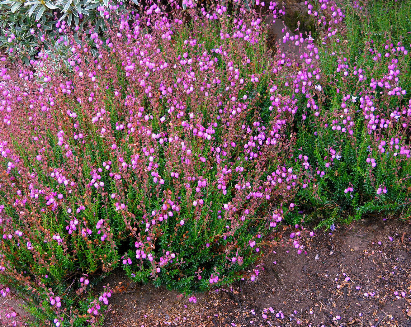 Polifolia