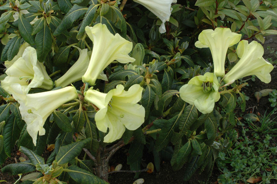 R. dalhousiae
