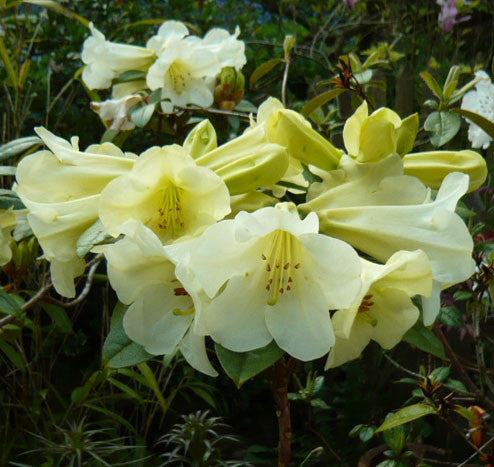 R. dalhousiae