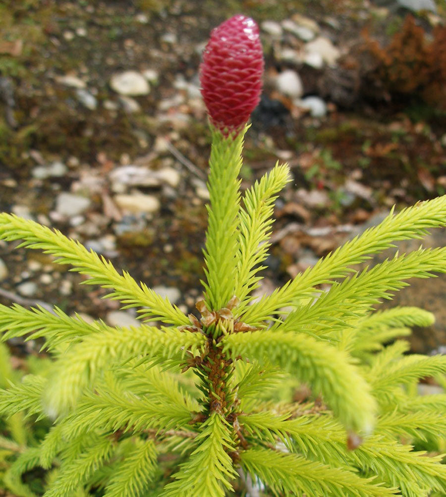 Picea abies x Dandilion