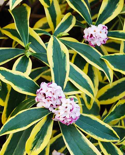 Daphne odora 'Marianni' PP21820