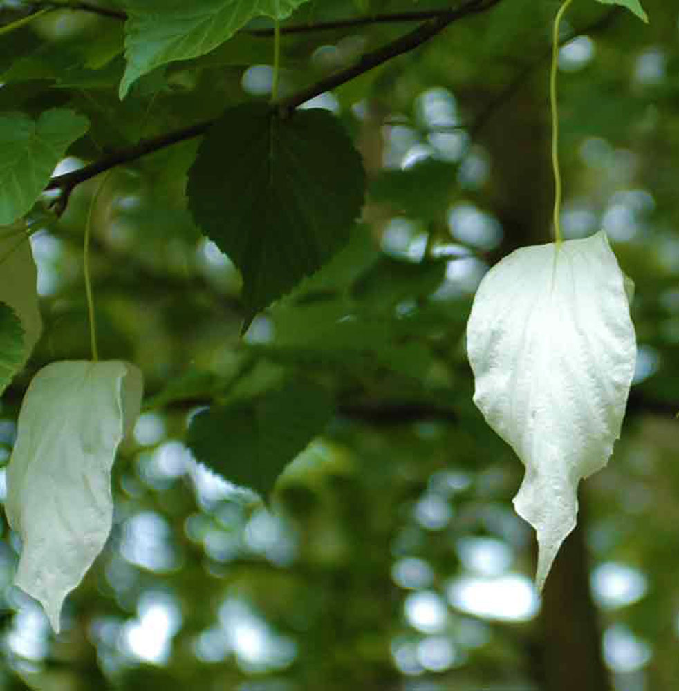 Dove Tree - Davidia involucrata var. vilmoriniana