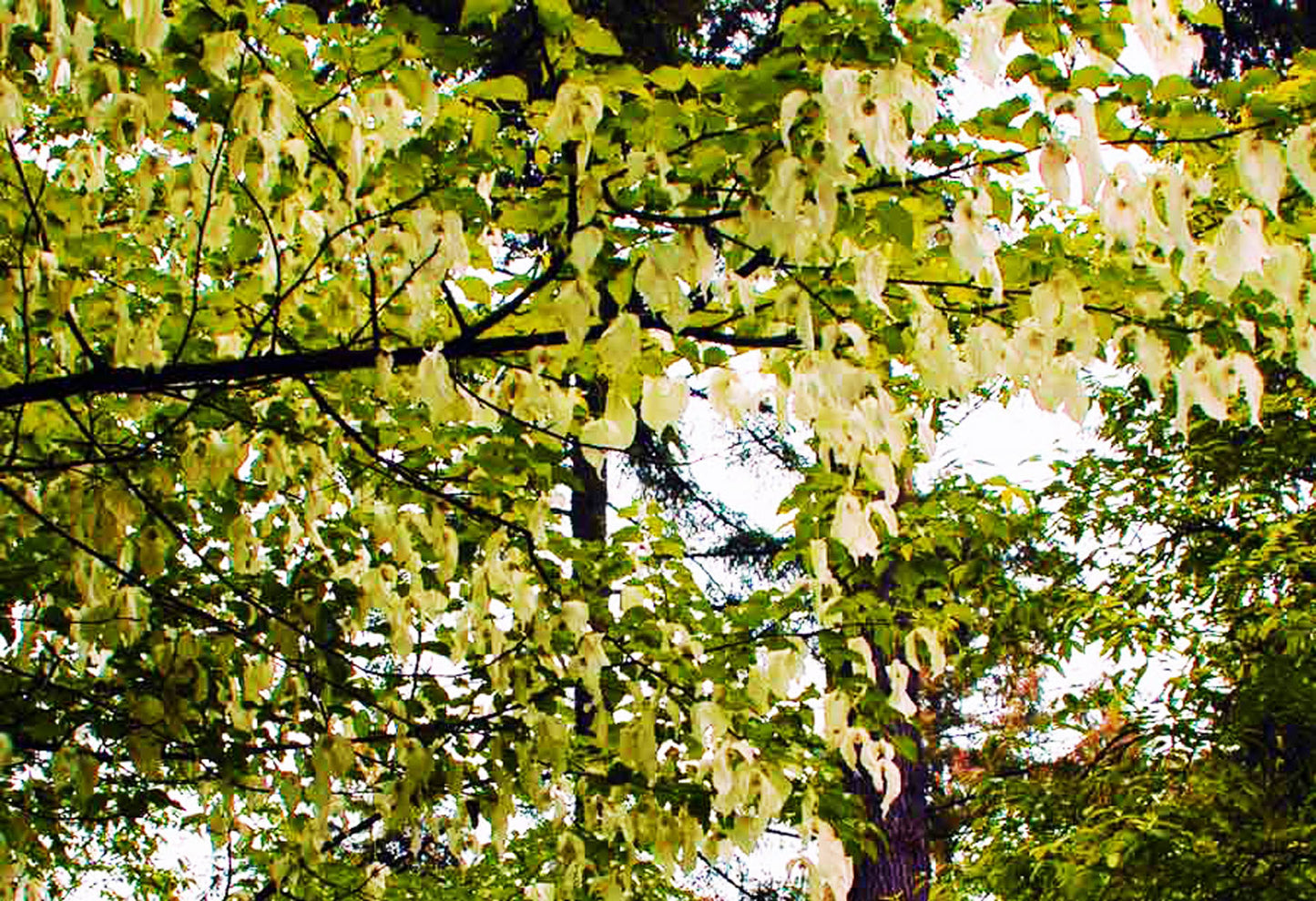 Dove Tree - Davidia involucrata var. vilmoriniana