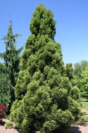 Cryptomeria japonica 'Rein's Dense Jade'