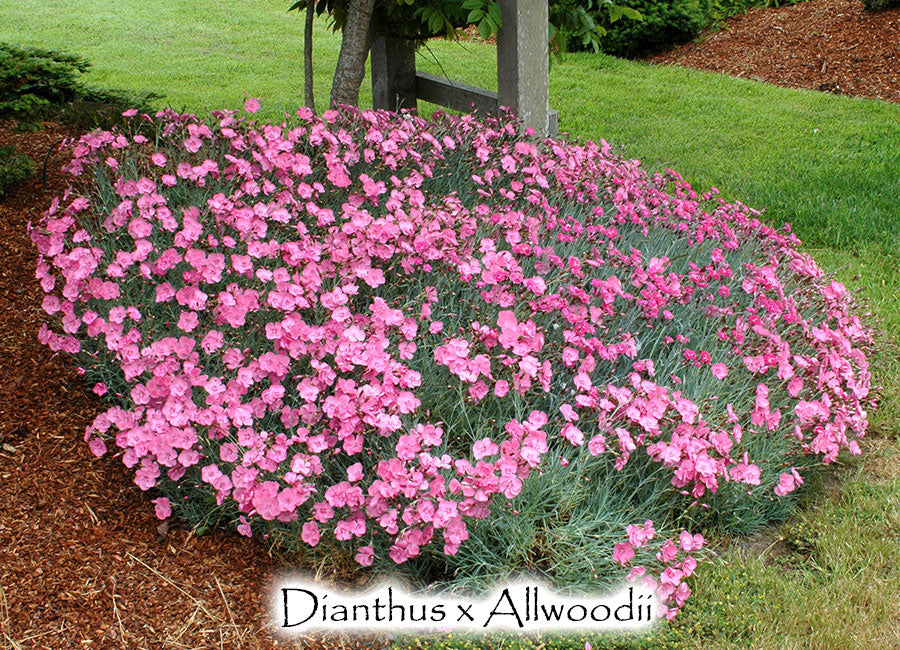 Dianthus x Allwoodii - Allwood pinks