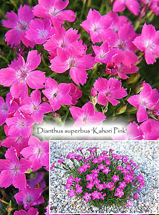 Dianthus superbus 'Kahori Pink'