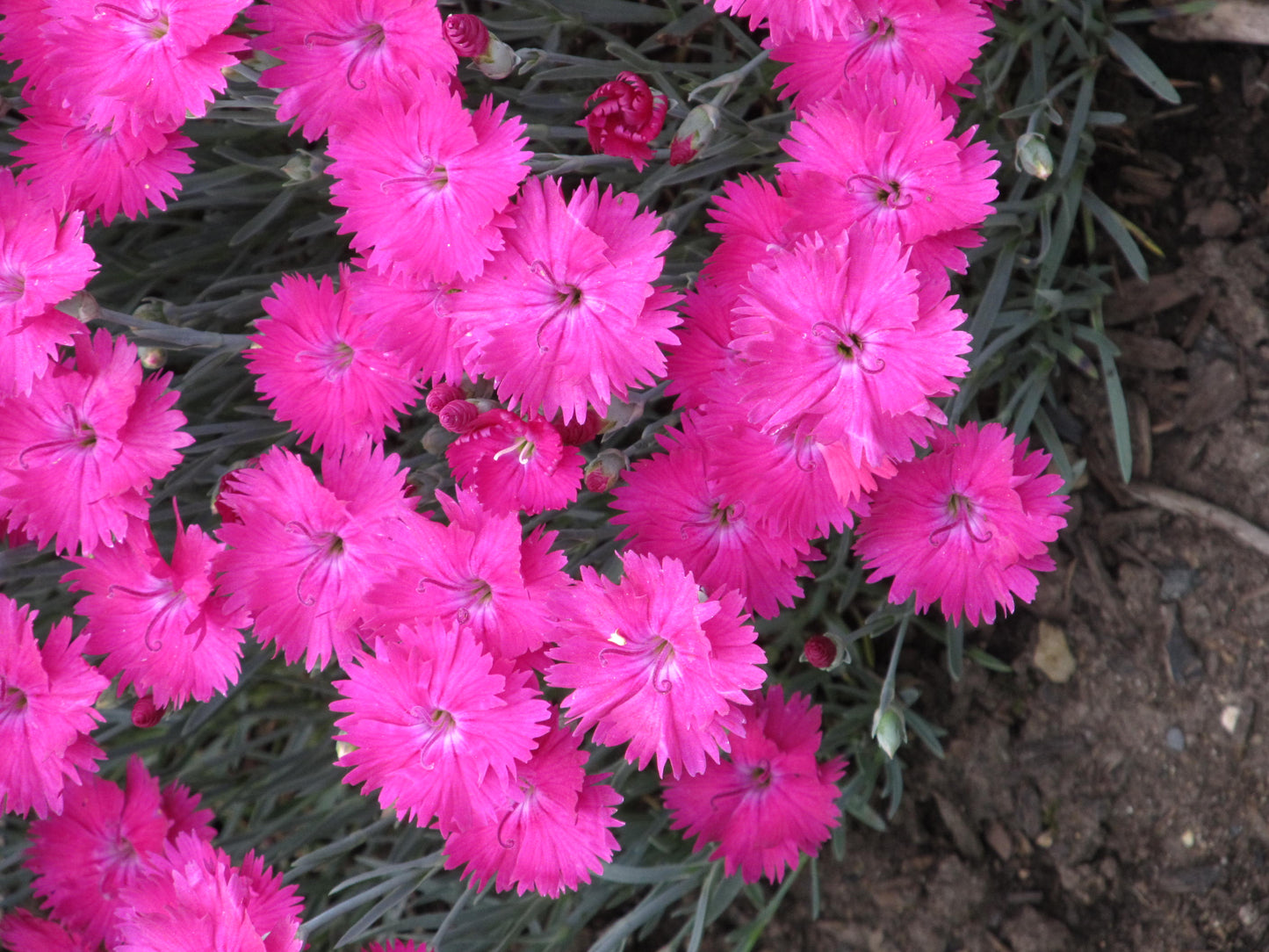 Dianthus x 'Neon Star'