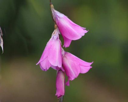 Dierama pulcherrimum (Angel's Fishing Rod)