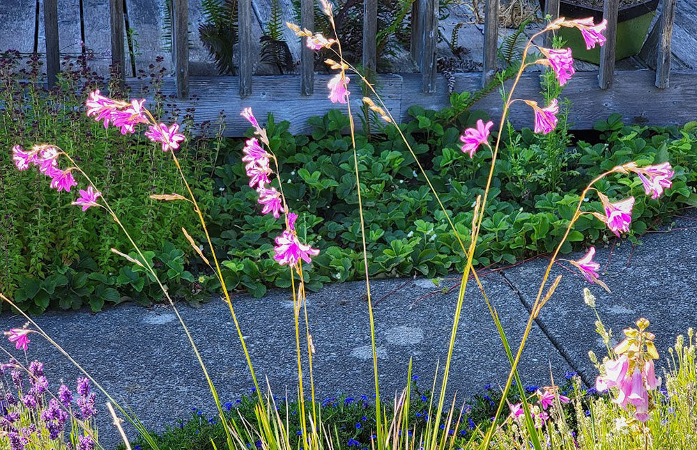 Dierama pulcherrimum (Angel's Fishing Rod)