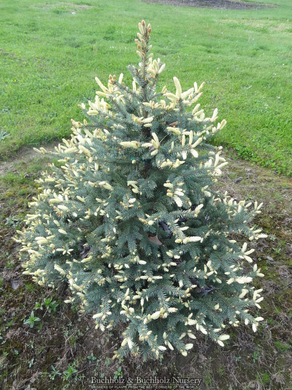 Picea pungens 'Donehey'