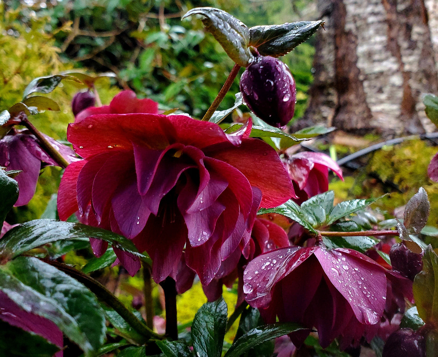 Helleborus x double red garden cultivar