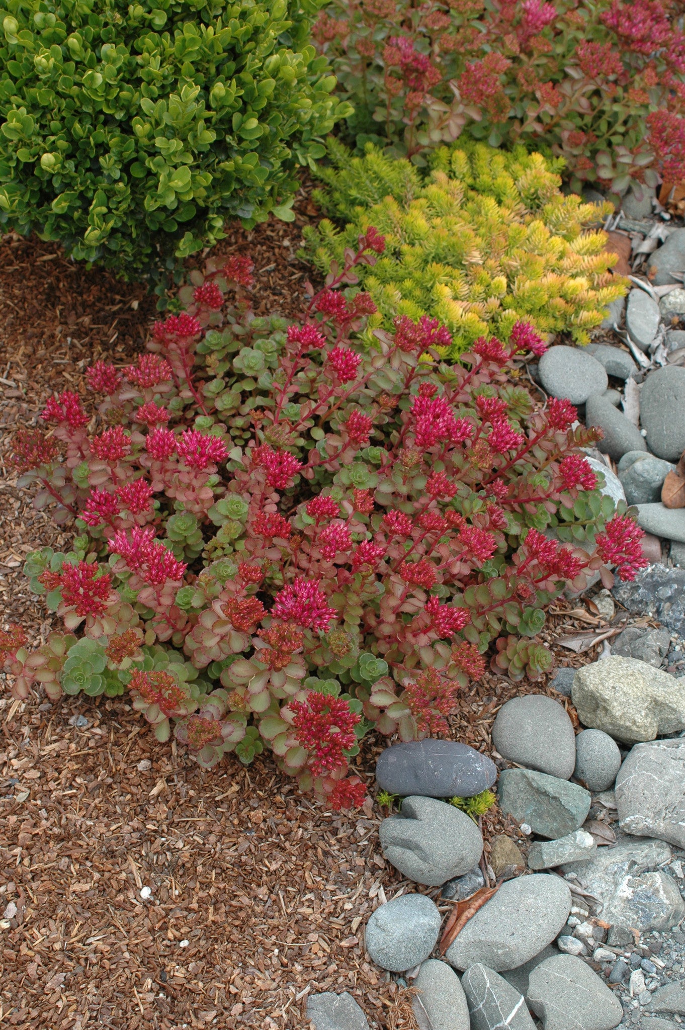 dragons blood succulent Dragon's Blood
