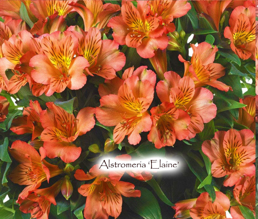 Alstroemeria 'Elaine Orange'