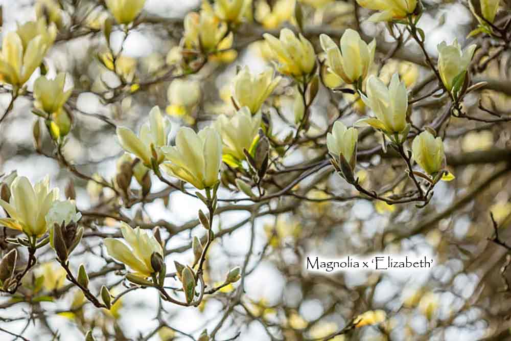Magnolia x 'Elizabeth'