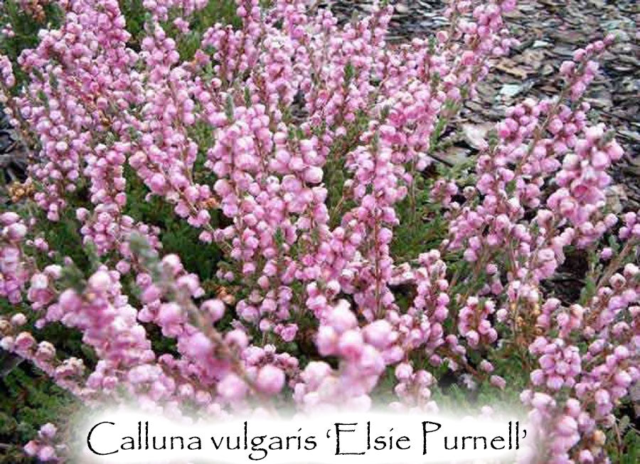 Calluna vulgaris 'Elsie Purnell'