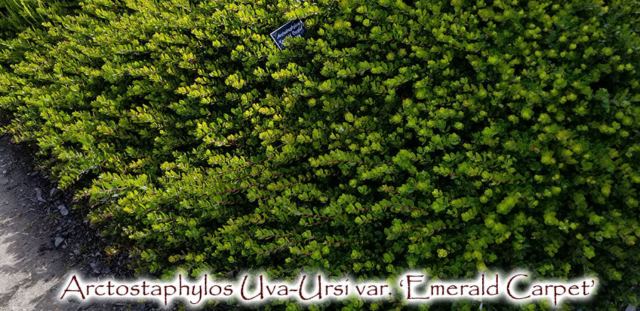 Emerald Carpet Uva-Ursi - Arctostaphylos 'Emerald Carpet'