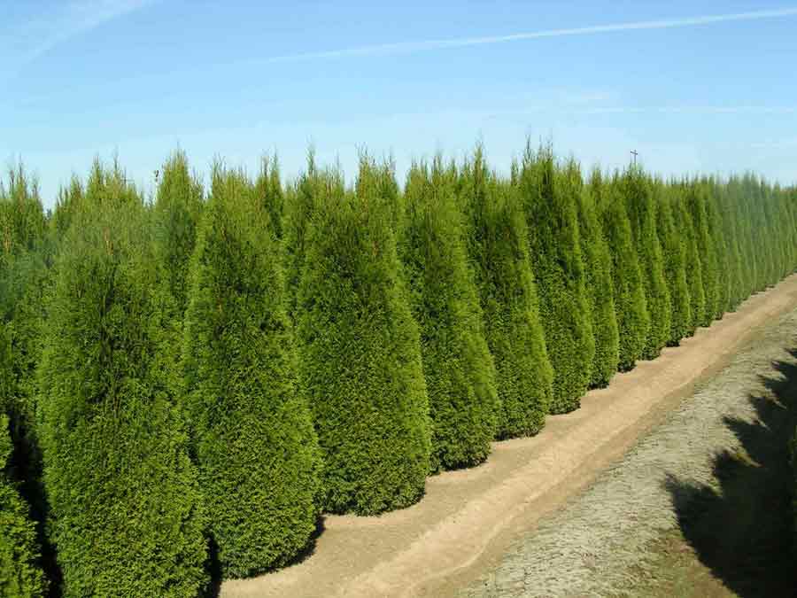 Emerald Green, 'Smaragd' Arborvitae