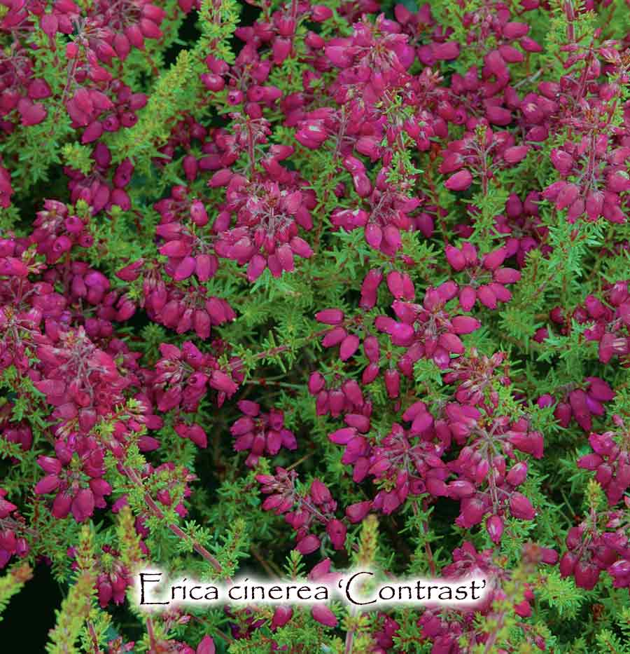 Erica cinerea 'Contrast'