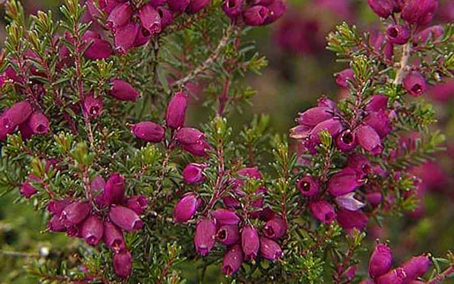 Erica cinerea 'Velvet Night'