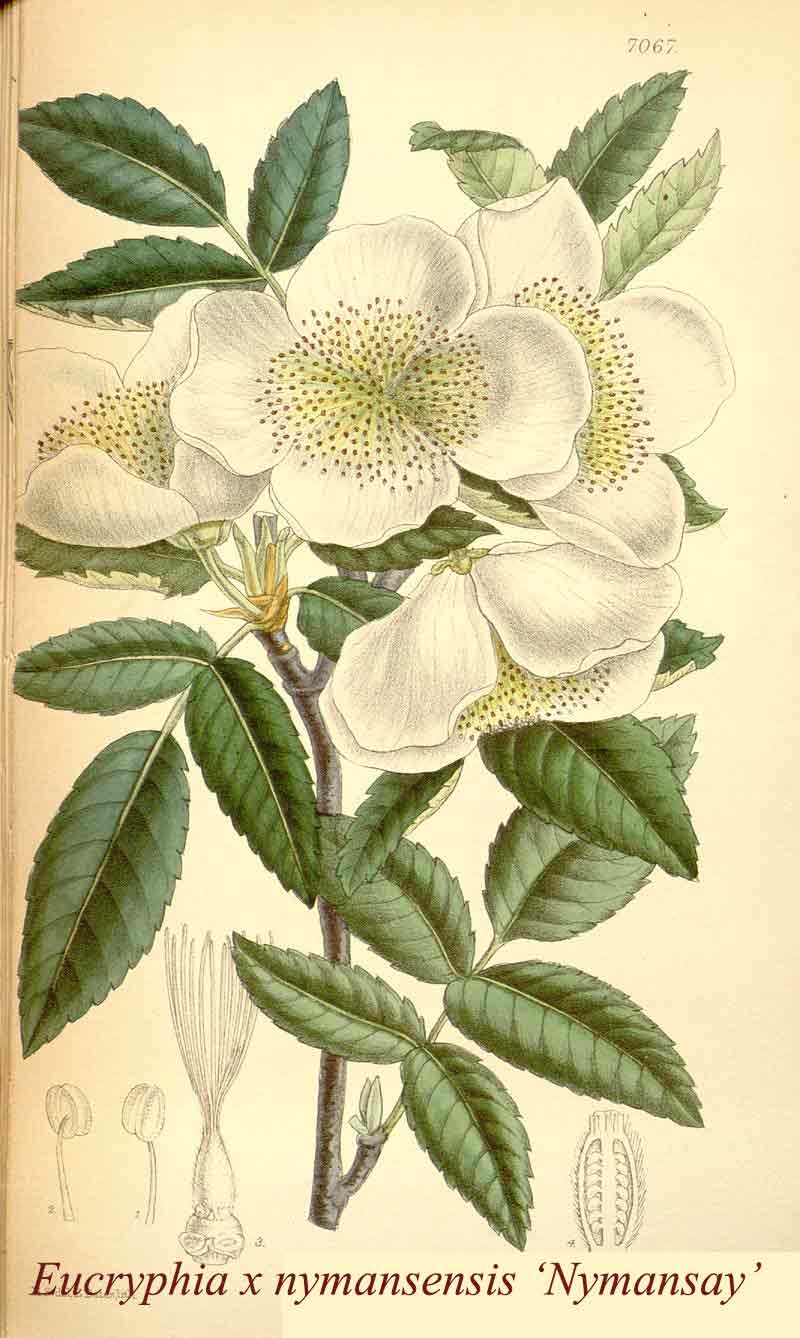 Eucryphia x nymansensis 'Nymansay'