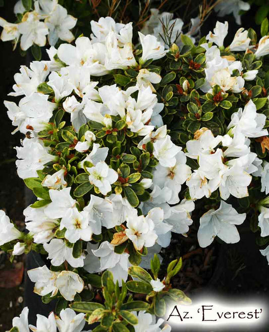 Az. 'Everest' Evergreen Azalea