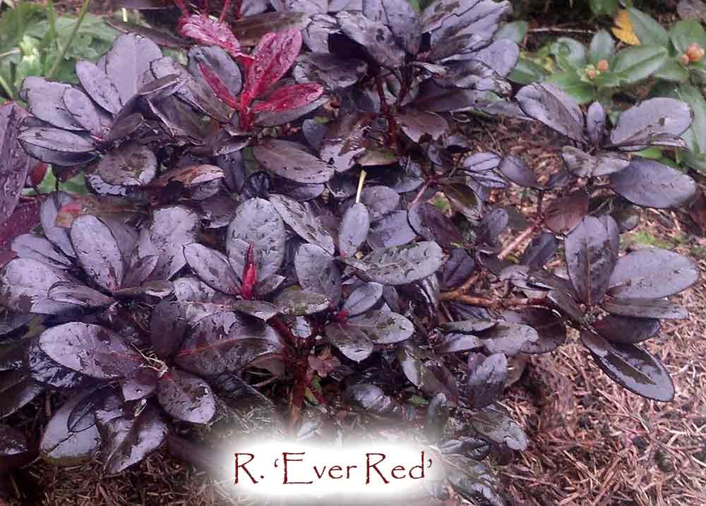 Everred