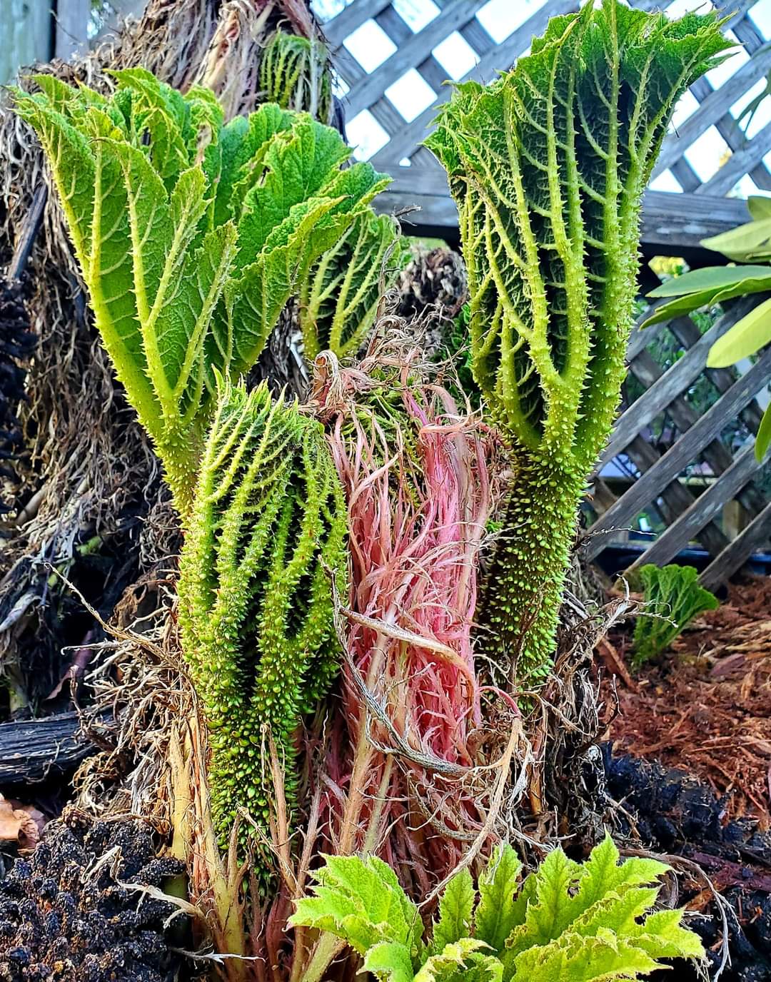 Gunnera tinctoria