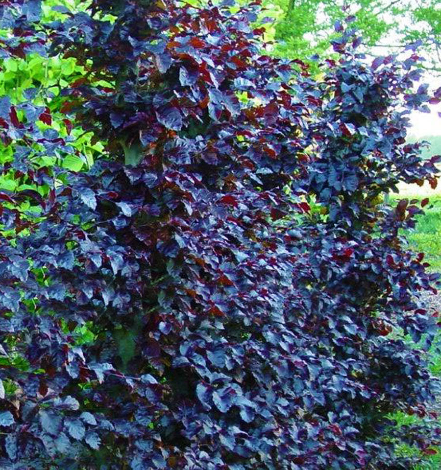 Fagus sylvatica 'Purpurea Nana'