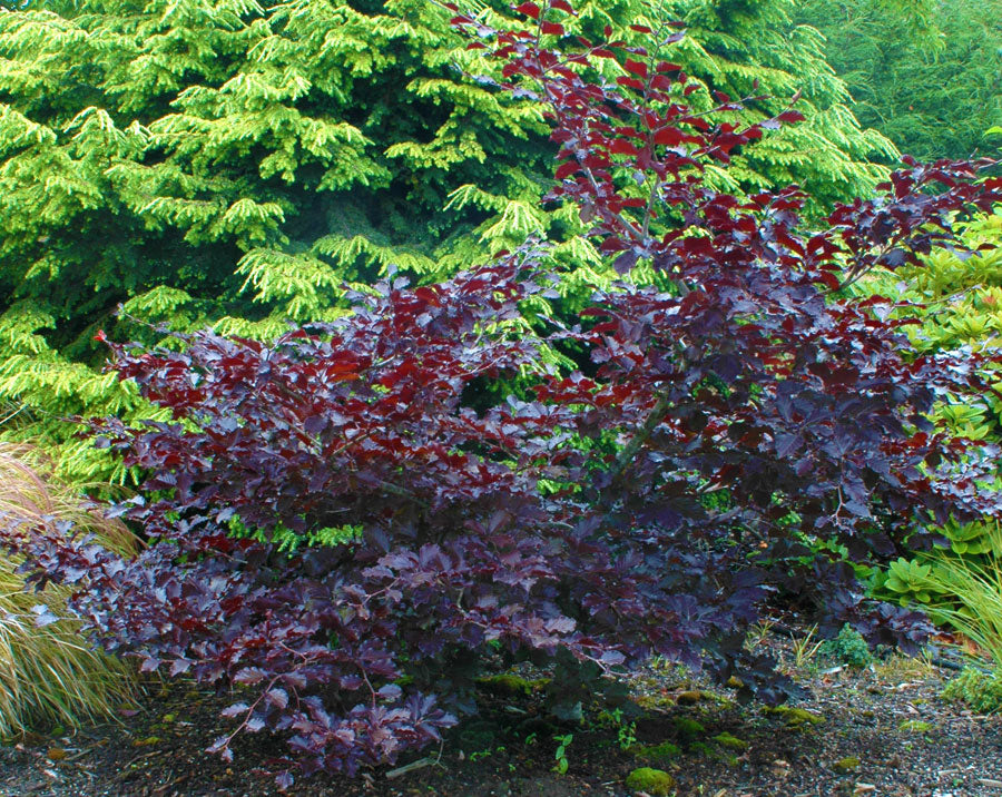 Fagus sylvatica 'Tortuosa Purpurea'