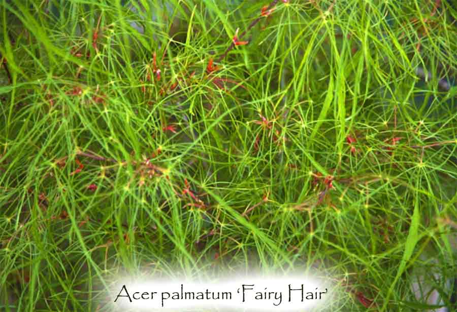 Acer palmatum 'Fairy Hair'