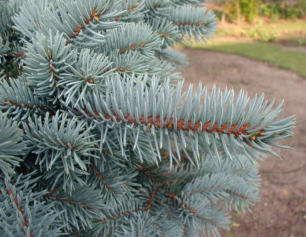 Picea pungens 'Fat Albert'