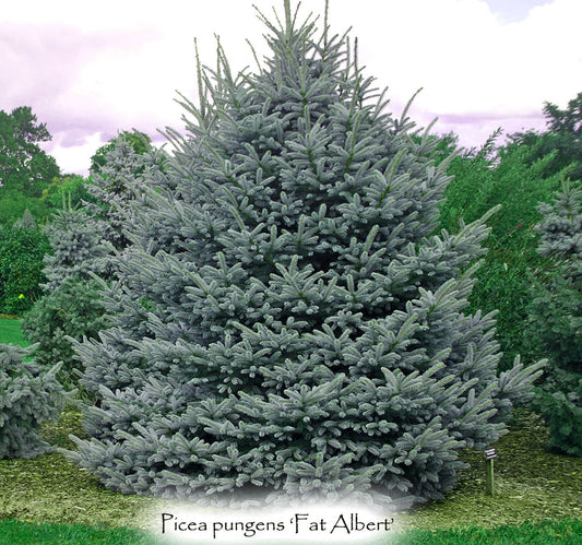 Picea pungens 'Fat Albert'