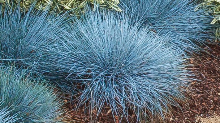 Festuca glauca 'Beyond Blue'