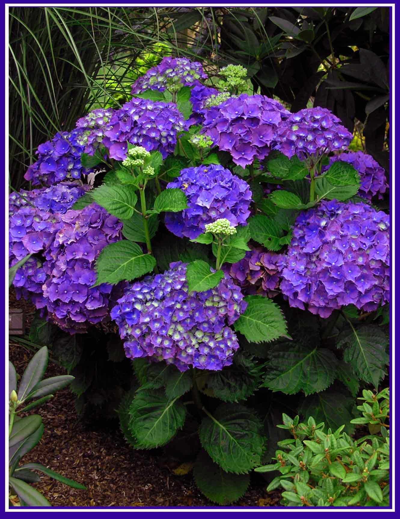 FlowerCard1.jpg