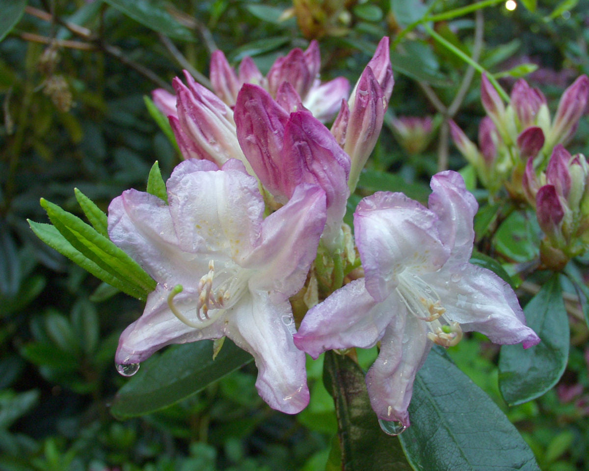 Fragrans