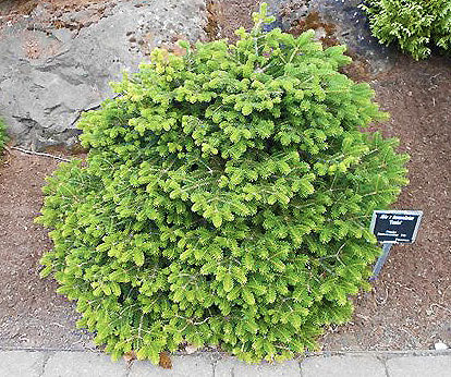 Abies bornmuelleriana 'Franke'