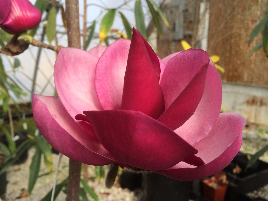 Magnolia x 'Frank's Masterpiece'