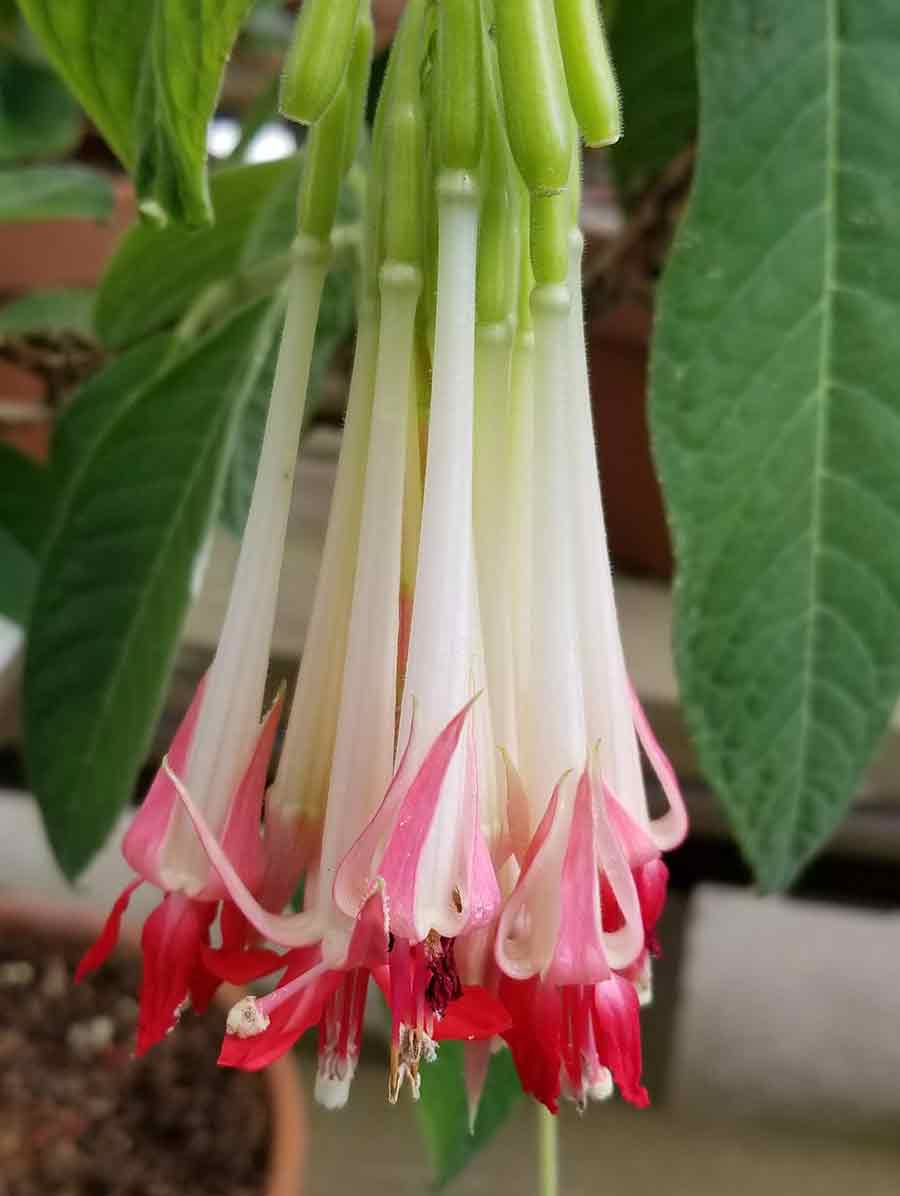 Fuchsia boliviana 'Alba'