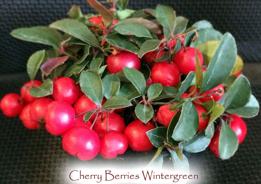 Cherry Berries Wintergreen
