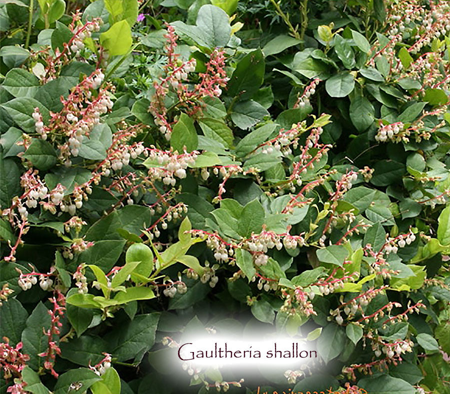 Gaultheria shallon