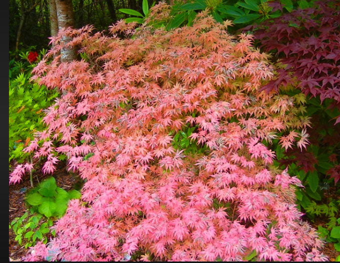 Acer palmatum 'Geisha Gone Wild'